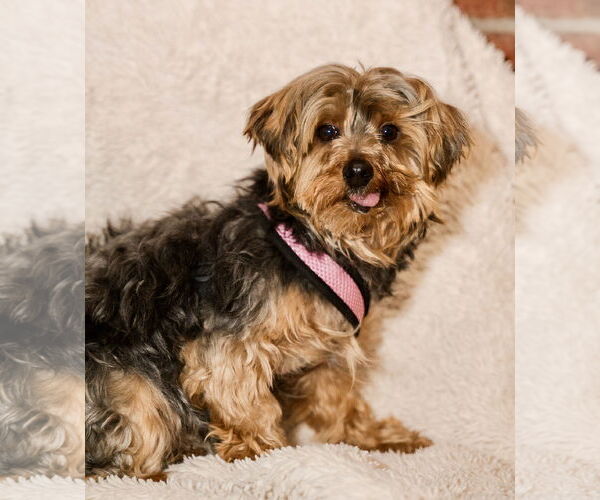 Medium Photo #2 Maltese-Unknown Mix Puppy For Sale in St. Louis Park, MN, USA