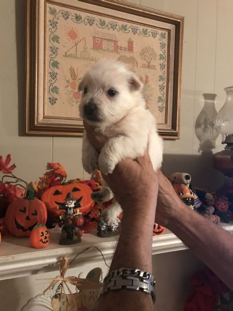 Medium Photo #1 West Highland White Terrier Puppy For Sale in S BRUNSWICK, NC, USA