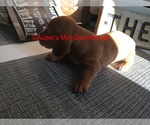 Small Photo #5 Dachshund Puppy For Sale in SOUTH NEWFANE, VT, USA