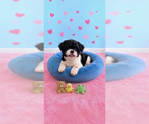 Medium Photo #4 Shih Tzu Puppy For Sale in Weston, FL, USA