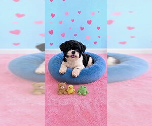 Candy - Female Shih Tzu Dog for Adoption - Photo #4