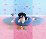 Small Photo #4 Shih Tzu Puppy For Sale in Weston, FL, USA