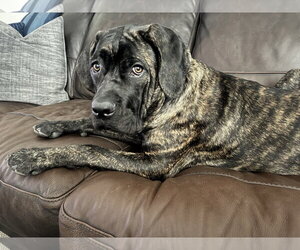Mutt Dogs for adoption in Goodyear, AZ, USA