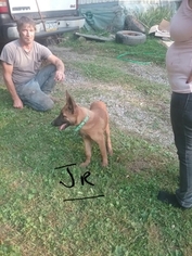 Belgian Malinois Puppy for sale in MERCER, PA, USA