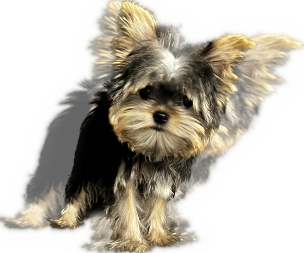 Medium Photo #20 Yorkshire Terrier Puppy For Sale in HAYWARD, CA, USA