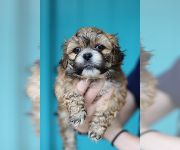 Medium Photo #4 Zuchon Puppy For Sale in HOUSE SPRINGS, MO, USA