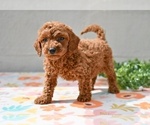 Small #2 Poodle (Miniature)