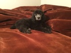 Small Poodle (Standard)