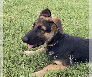 Medium German Shepherd Dog