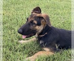 Puppy Sassy German Shepherd Dog