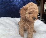 Small #8 Goldendoodle (Miniature)