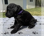 Small Photo #27 Goldendoodle Puppy For Sale in HOWARD CITY, MI, USA