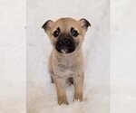 Small Photo #9 Australian Shepherd-Unknown Mix Puppy For Sale in McDonough, GA, USA