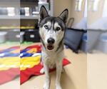 MARVIN - Male Siberian Husky Dog for Adoption - Small photo