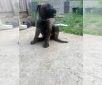 Puppy Blue Dutch Shepherd Dog