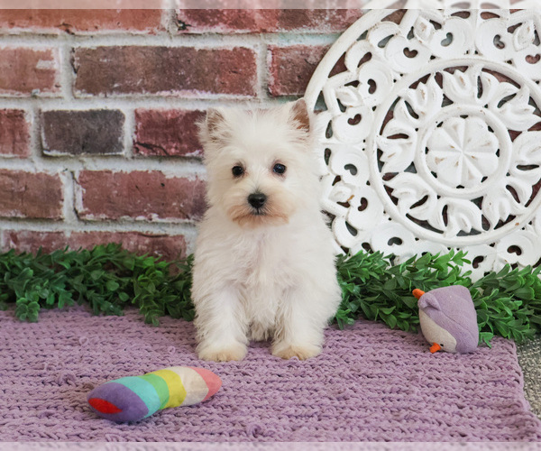 Medium Photo #10 West Highland White Terrier Puppy For Sale in SYRACUSE, IN, USA