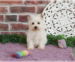 Small #9 West Highland White Terrier
