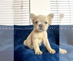 Small Photo #16 French Bulldog Puppy For Sale in RALEIGH, NC, USA