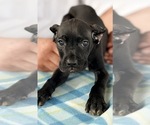 Small #31 Cane Corso