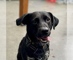 Small #1 Labrador Retriever Mix