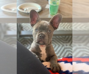 French Bulldog Puppy for sale in EVANS, GA, USA