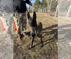 Mother of the Dutch Shepherd Dog puppies born on 05/21/2025