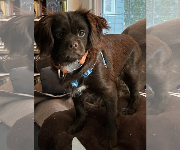 Medium Photo #4 Chihuahua-Colonial Cocker Spaniel Mix Puppy For Sale in Catasauqua, PA, USA