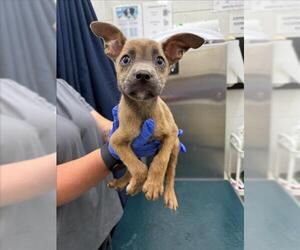 Rat Terrier-Unknown Mix Dogs for adoption in Mobile, AL, USA