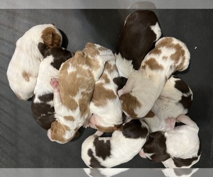 Brittany Puppy for Sale in EAST PRAIRIE, Missouri USA