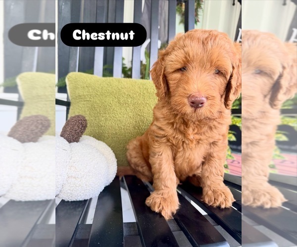 Medium Photo #1 Goldendoodle Puppy For Sale in DELAND, FL, USA
