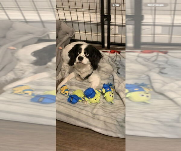 Medium Photo #2 Cavalier King Charles Spaniel Puppy For Sale in Mundelein, IL, USA