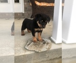 Small Photo #4 Rottweiler Puppy For Sale in MOUNT ORAB, OH, USA
