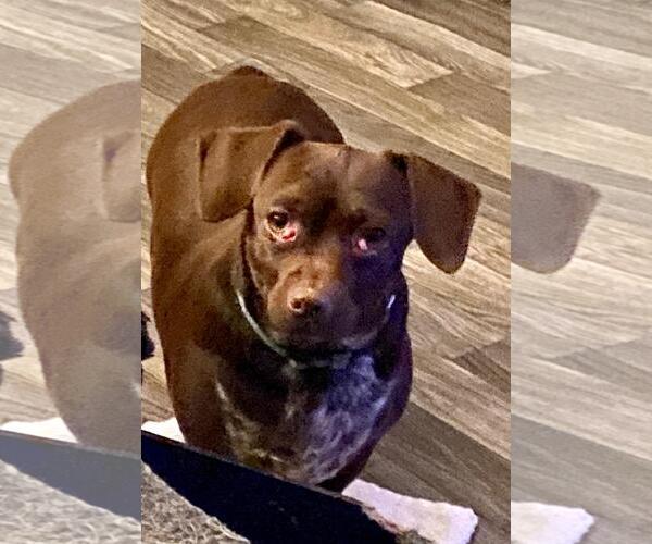 Medium Photo #1 Chiweenie Puppy For Sale in Holly Springs, NC, USA