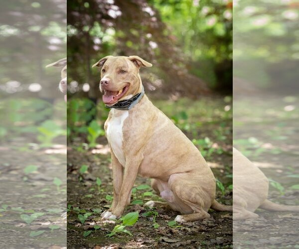 Medium Photo #4 Mutt Puppy For Sale in Lewistown, PA, USA