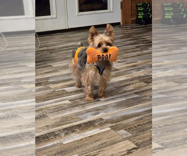 Medium Photo #1 Yorkshire Terrier Puppy For Sale in ALFORD, FL, USA