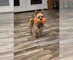Small Photo #1 Yorkshire Terrier Puppy For Sale in ALFORD, FL, USA