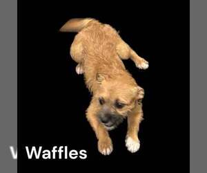 Pekingese-Unknown Mix Dogs for adoption in Westwood, NJ, USA