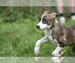 Small #2 Plott Hound Mix