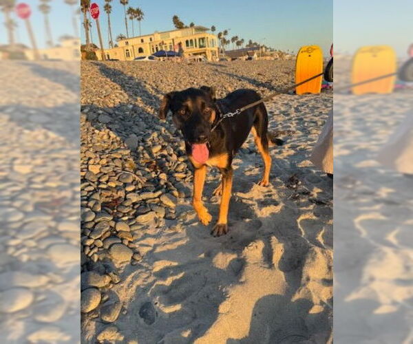Medium Photo #4 German Shepherd Dog-Unknown Mix Puppy For Sale in San Diego, CA, USA