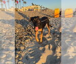 Small #3 German Shepherd Dog Mix