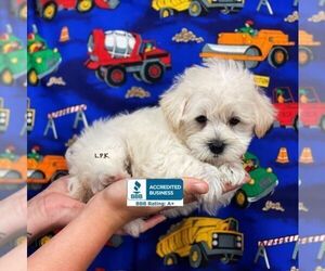Schnoodle (Miniature) Puppy for sale in WINNSBORO, LA, USA