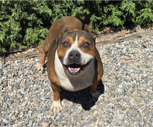 Medium Photo #2 American Staffordshire Terrier Puppy For Sale in Albuquerque, NM, USA