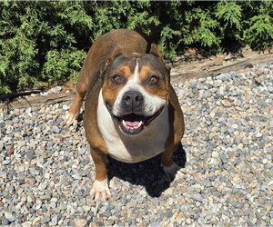 Tolerant Mr Topo ~ True Gentleman - Male American Staffordshire Terrier Dog for Adoption - Photo #2