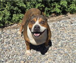 Small Photo #2 American Staffordshire Terrier Puppy For Sale in Albuquerque, NM, USA