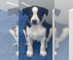 Puppy Tri Male Border Collie