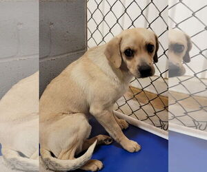 Mutt Dogs for adoption in Shelburne, VT, USA