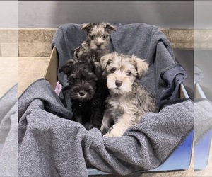 Schnauzer (Miniature) Litter for sale in WINSTON, GA, USA