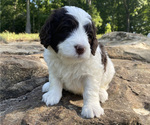 Puppy Green Boy Miniature Bernedoodle