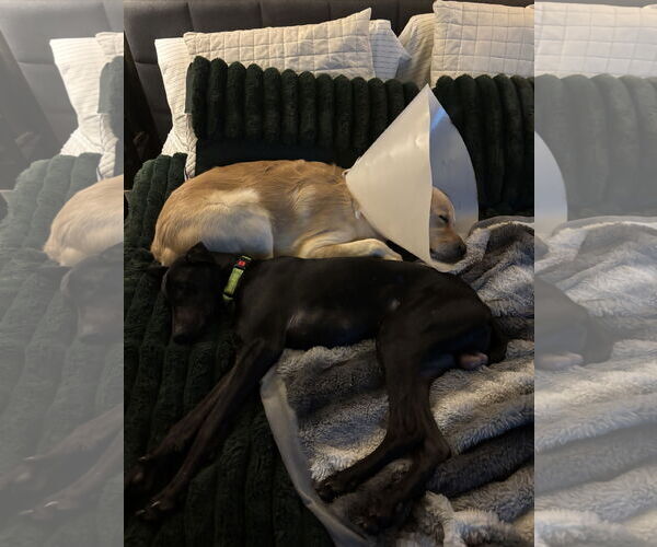 Medium Photo #8 Doberman Pinscher Puppy For Sale in Minneaoplis, MN, USA