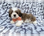 Small #6 Lhasa Apso